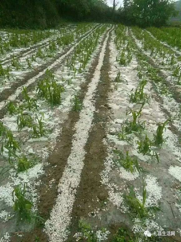 最新甘肃陇南冰雹事件，影响与应对