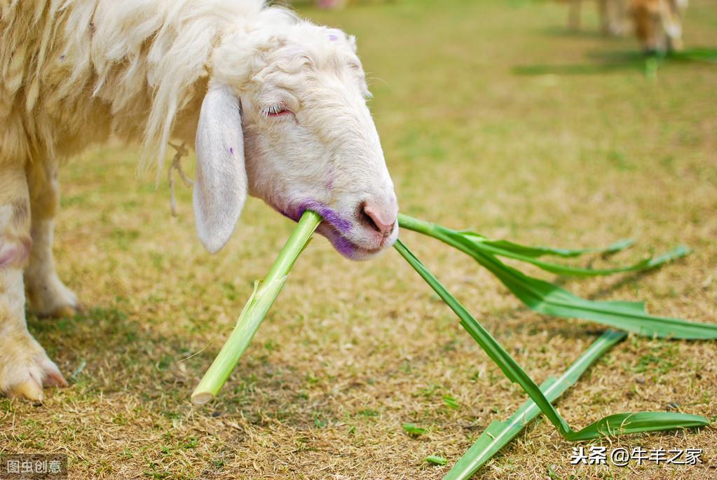 葵花饼最新价格及其市场趋势分析